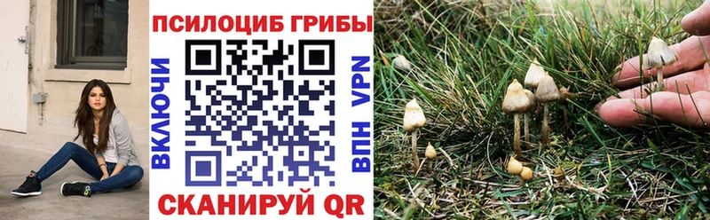 Галлюциногенные грибы Psilocybine cubensis  Нижний Тагил 